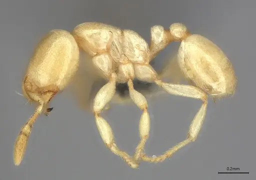 Carebara anophthalma - ANTWEB1053844