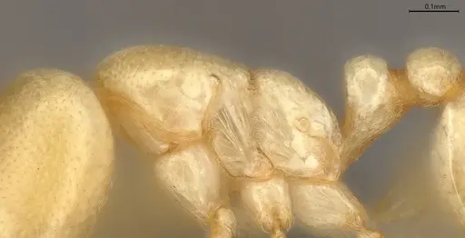 Carebara anophthalma - ANTWEB1053844