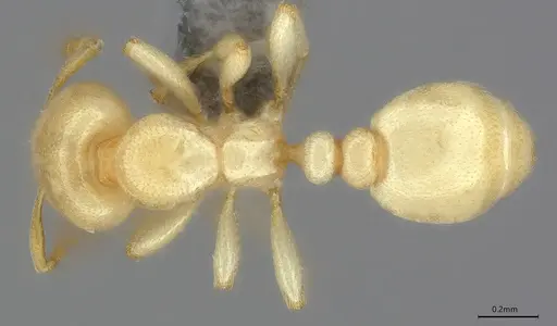 Carebara anophthalma - ANTWEB1053846