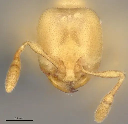 Carebara anophthalma - ANTWEB1053846