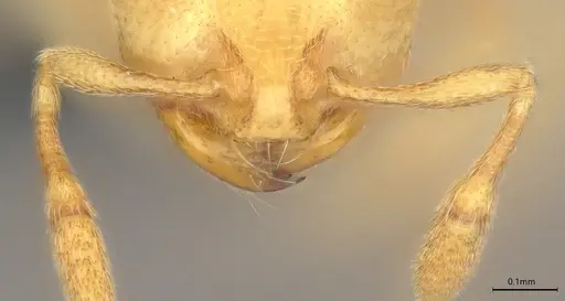 Carebara anophthalma - ANTWEB1053846