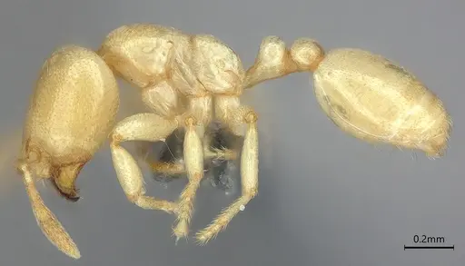 Carebara anophthalma - ANTWEB1053846