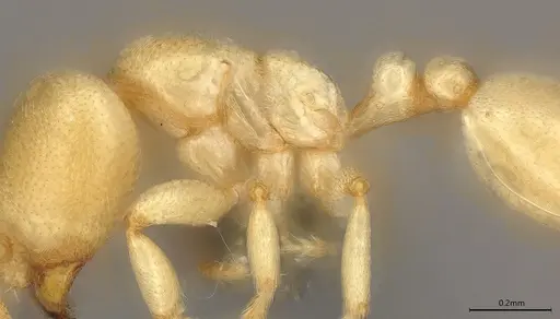 Carebara anophthalma - ANTWEB1053846