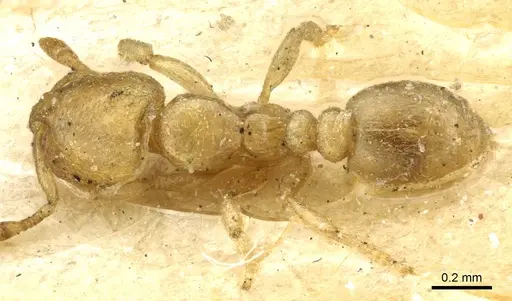 Carebara anophthalma - CASENT0904674