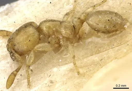 Carebara anophthalma - CASENT0904674