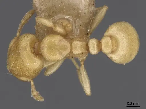 Carebara anophthalma - CASENT0913489