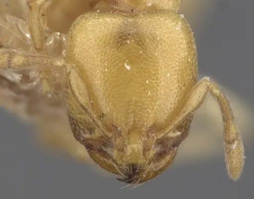 Carebara anophthalma - CASENT0913489