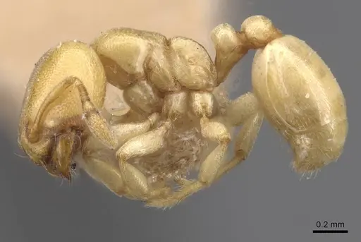 Carebara anophthalma - CASENT0913489