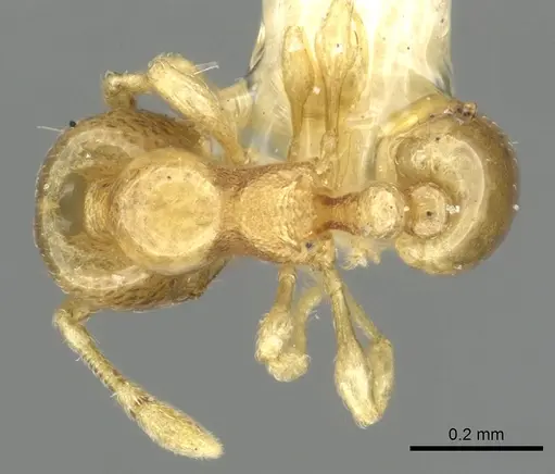 Carebara armata specimen
