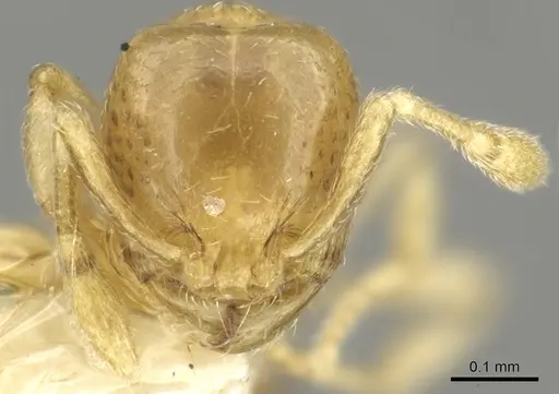 Carebara armata specimen