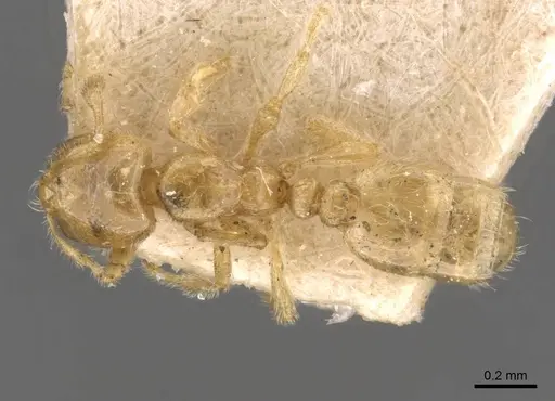 Carebara arnoldi specimen