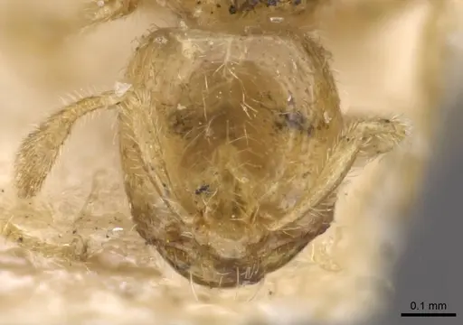 Carebara arnoldi specimen