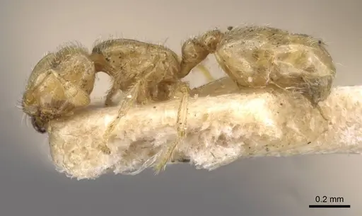 Carebara arnoldi specimen