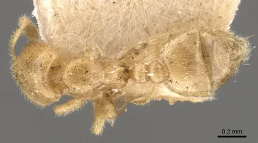 Carebara arnoldi - CASENT0908920