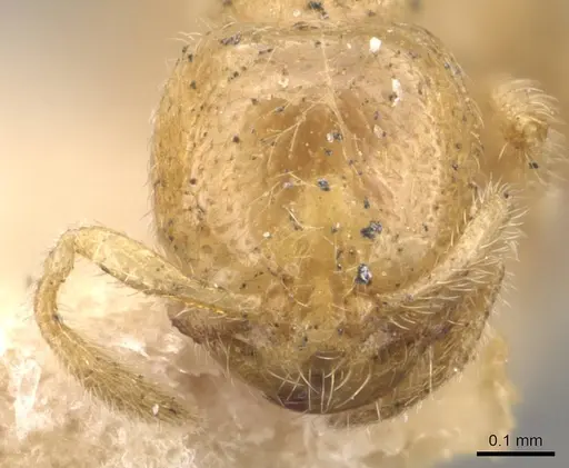 Carebara arnoldi - CASENT0908920