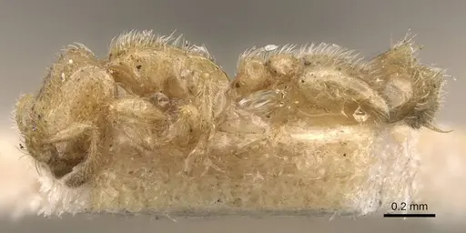 Carebara arnoldi - CASENT0908920