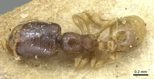 Carebara arnoldiella specimen