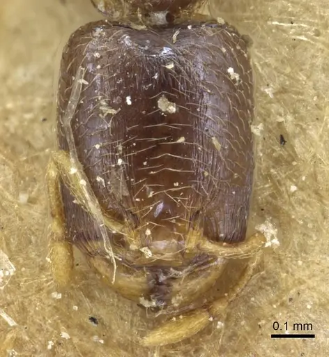 Carebara arnoldiella specimen
