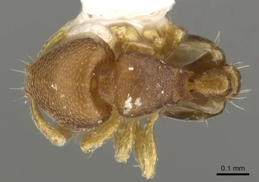 Carebara audita specimen