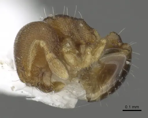 Carebara audita specimen