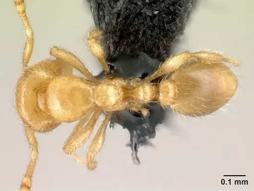 Carebara bara specimen