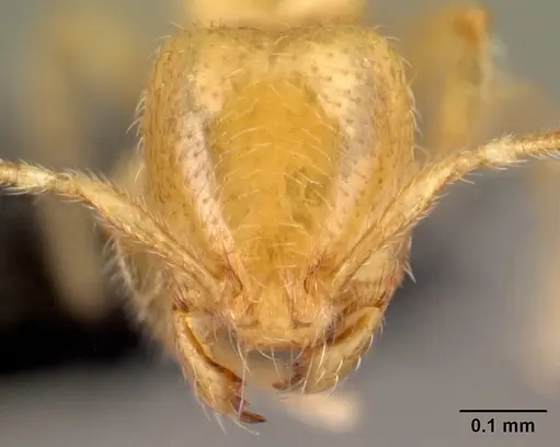 Carebara bara specimen