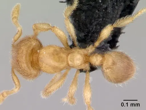 Carebara bara - CASENT0018403