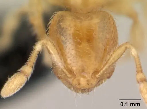 Carebara bara - CASENT0018403