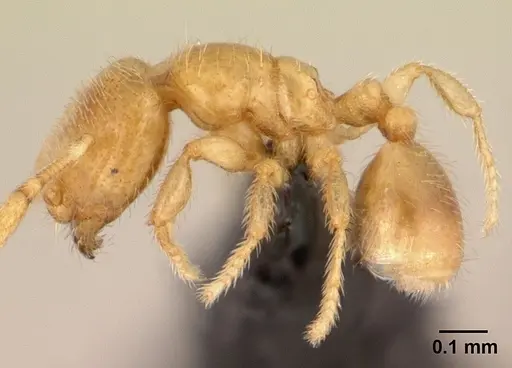 Carebara bara - CASENT0018403