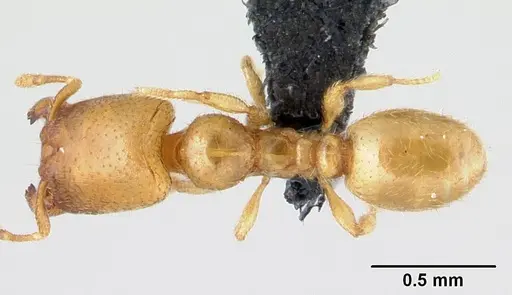 Carebara bara - CASENT0482934