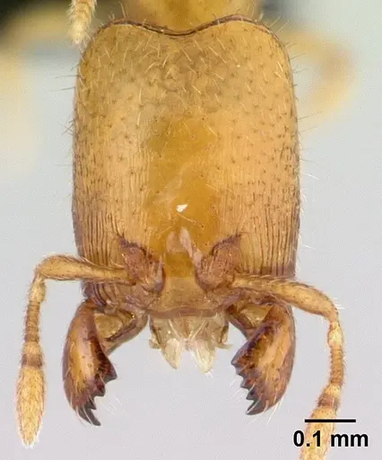 Carebara bara - CASENT0482934