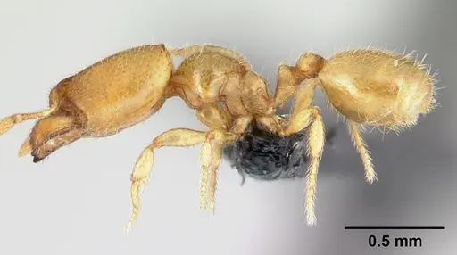 Carebara bara - CASENT0482934