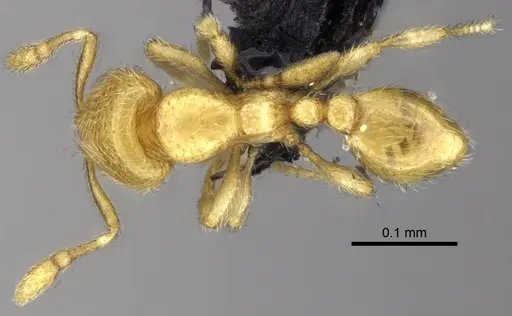 Carebara bara - CASENT0482985