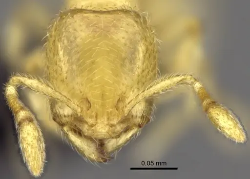 Carebara bara - CASENT0482985