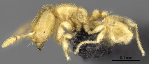 Carebara bara - CASENT0482985