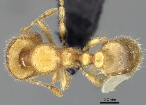 Carebara bara - CASENT0483010