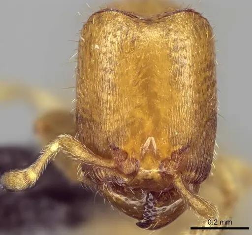 Carebara bara - CASENT0483010