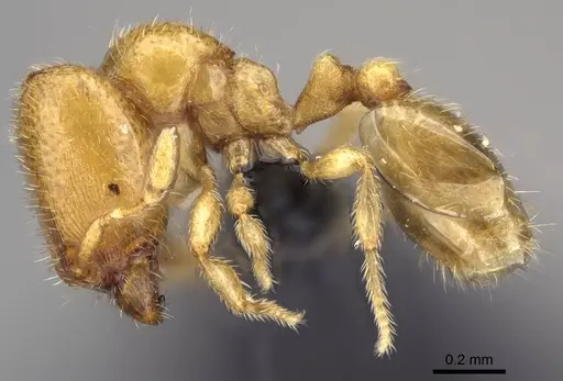 Carebara bara - CASENT0483010