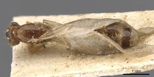 Carebara bengalensis specimen