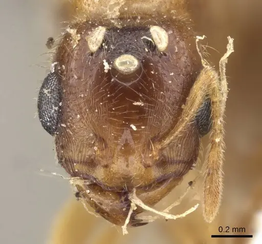 Carebara bengalensis specimen