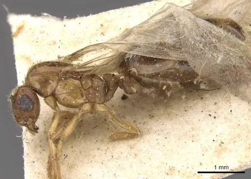 Carebara bengalensis specimen