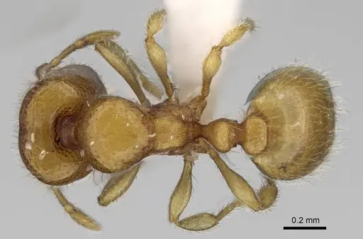 Carebara berivelo specimen