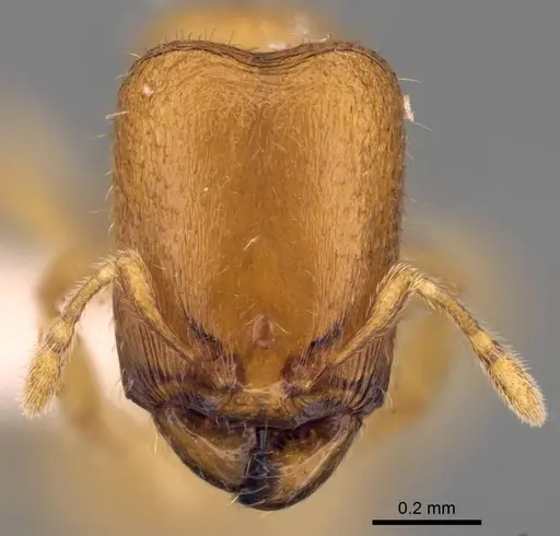 Carebara berivelo specimen