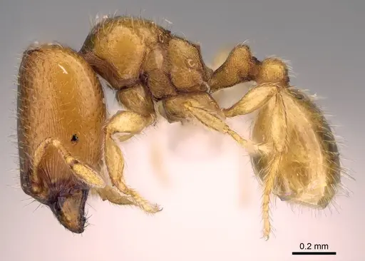 Carebara berivelo specimen