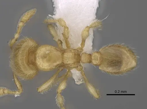 Carebara berivelo - CASENT0438192