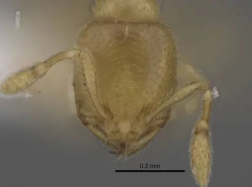 Carebara berivelo - CASENT0438192