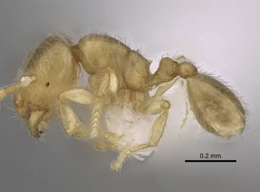 Carebara berivelo - CASENT0438192