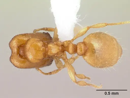 Carebara berivelo - CASENT0439911