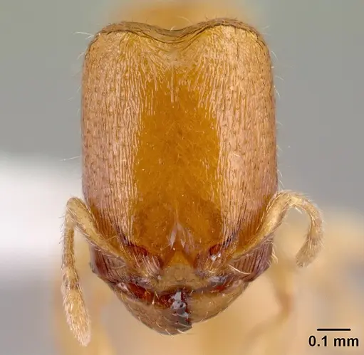 Carebara berivelo - CASENT0439911