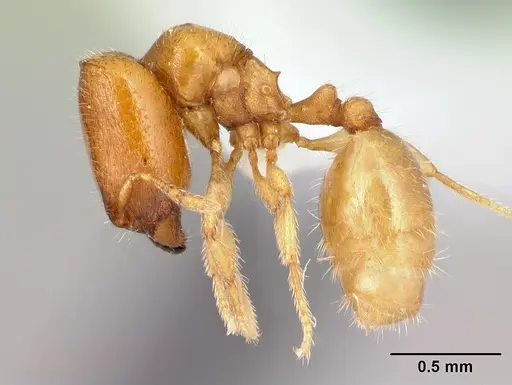 Carebara berivelo - CASENT0439911